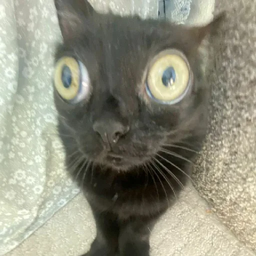 Sticker коты - 6