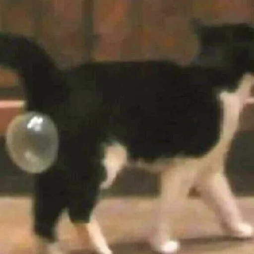 Sticker коты - 4