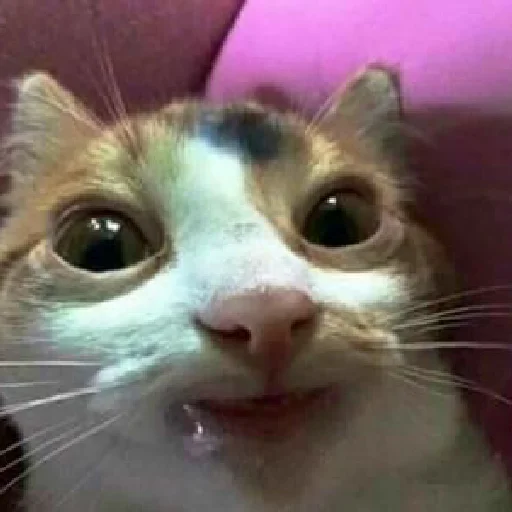 Sticker коты - 3