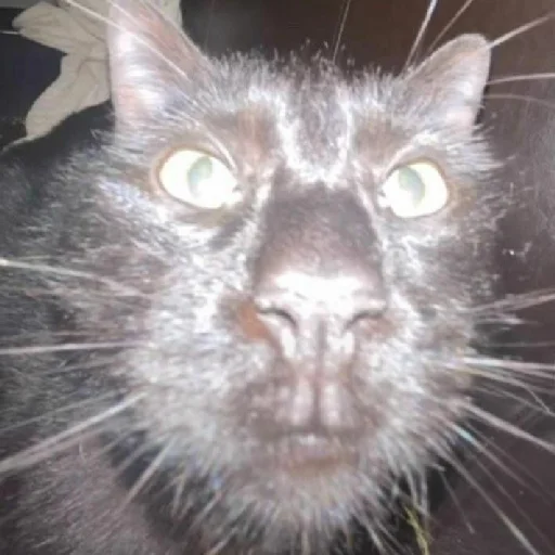 Sticker коты - 2