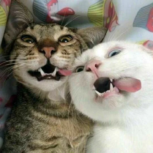 Sticker коты - 0