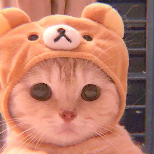 𖦹࣪ ˖  cutie kittens  、@stickernct 🍥 ও - 