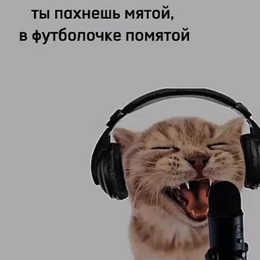 cat headphones animal