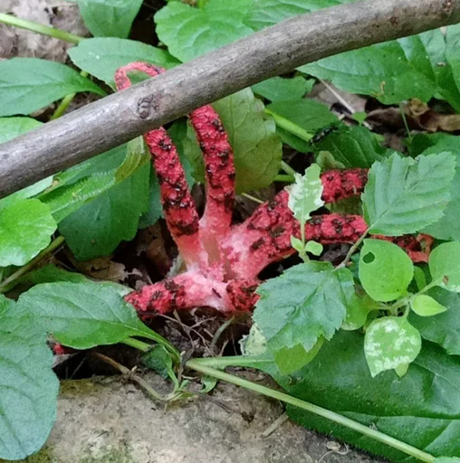 Sticker Культист Спешл 2.0 - 2