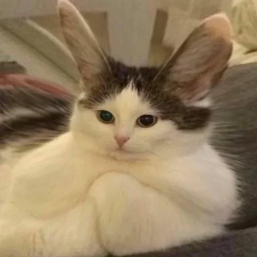 Sticker kylzdwmmow_by_WeStickerbot - 1