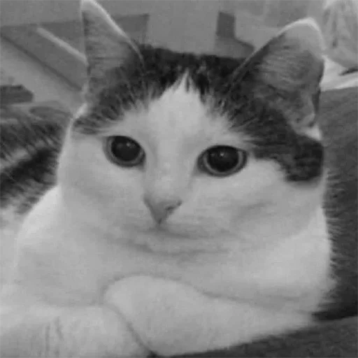 Стикер kylzdwmmow_by_WeStickerbot - 1