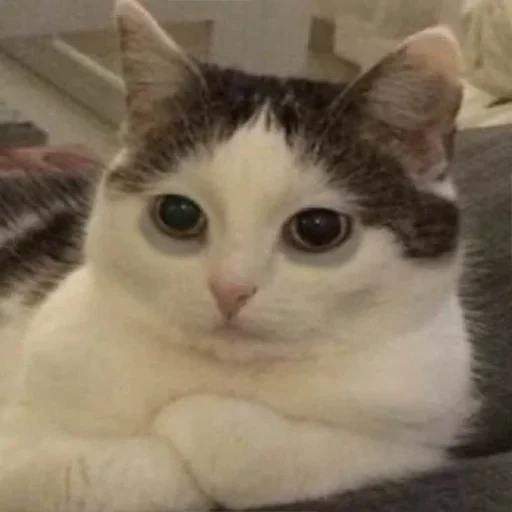 Стикер kylzdwmmow_by_WeStickerbot - 1