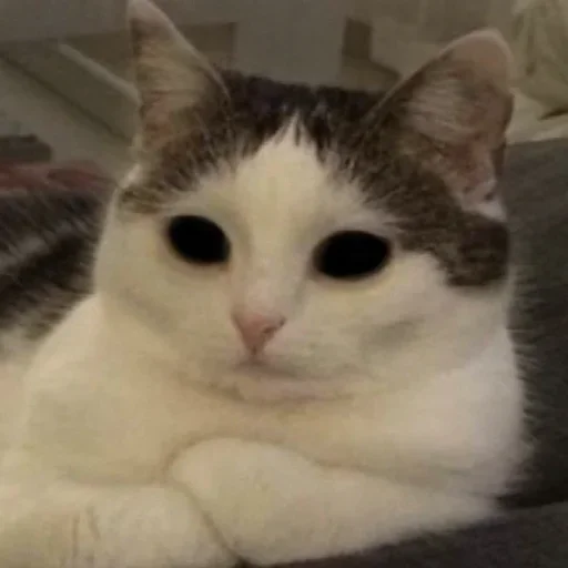 Стикер kylzdwmmow_by_WeStickerbot - 1