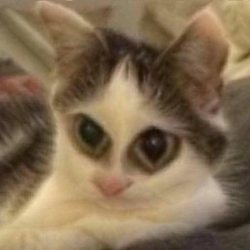 Стикер kylzdwmmow_by_WeStickerbot - 1