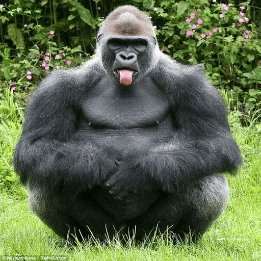 mammal animal primate