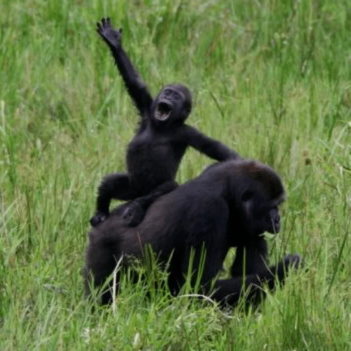 mammal animal primate