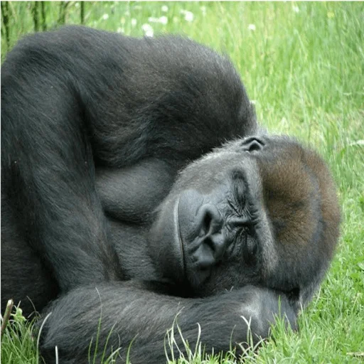 mammal animal primate