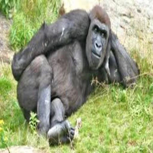 animal mammal primate