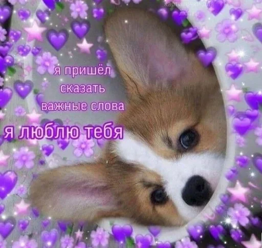 животное млекопитающее домашнее животное