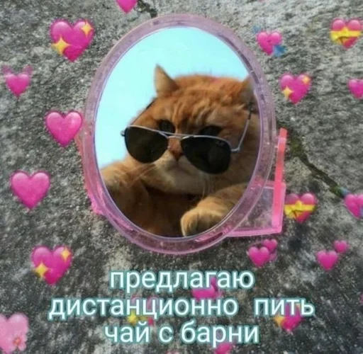 кошка животное солнечные очки