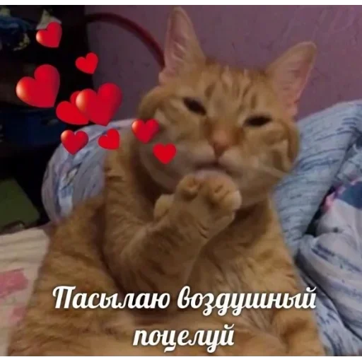 млекопитающее животное кошка