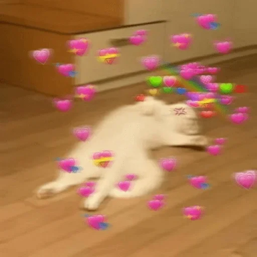 животное кошка этаж