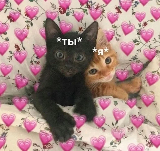 small to medium-sized cats kitten animal