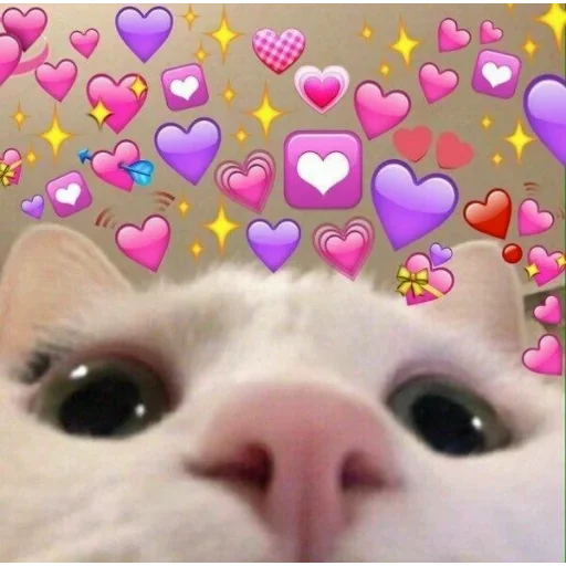 small to medium-sized cats animal mammal