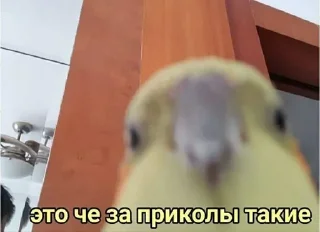 Sticker Больше стиков тут: @stikery4 - 6