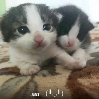 Sticker Больше стиков тут: @stikery4 - 7