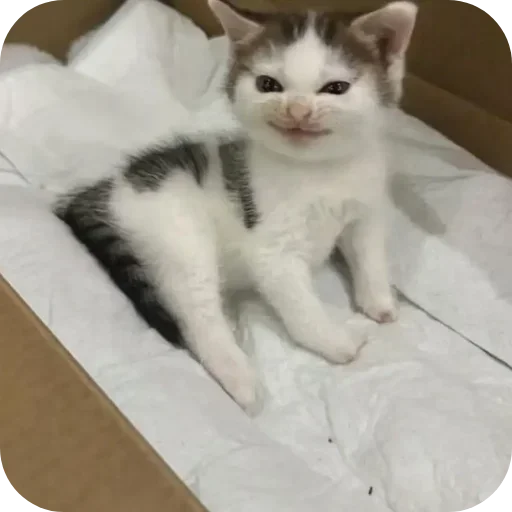 Sticker lSBQoeD_by_achestickbot - 1