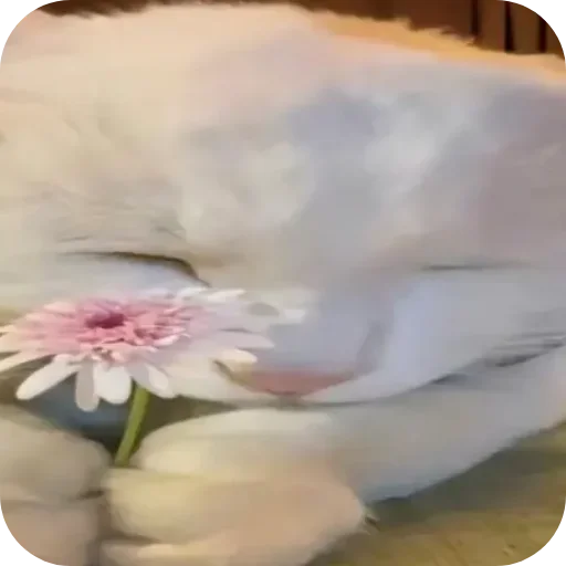 Sticker lSBQoeD_by_achestickbot - 1