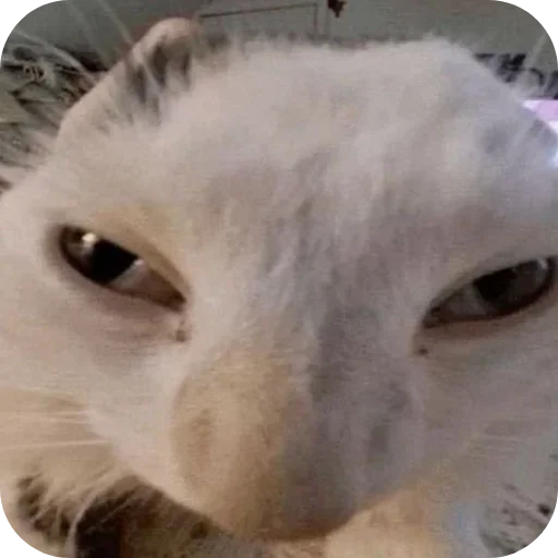 Sticker lSBQoeD_by_achestickbot - 1