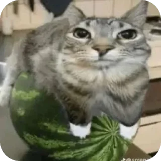 Sticker Больше стиков тут: @stikery4 - 1