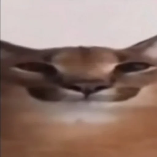 комнатный искусство