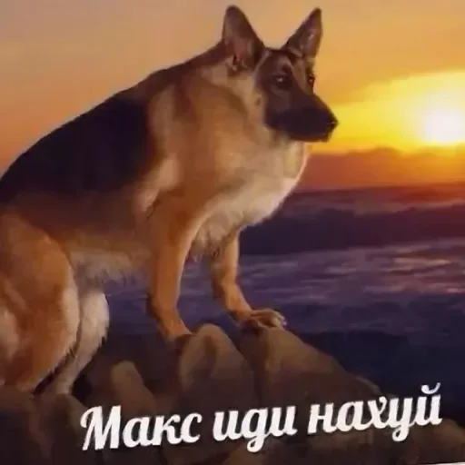 млекопитающее животное СМС