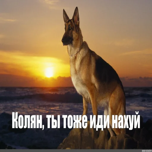 млекопитающее животное собака