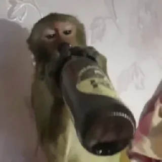 Sticker Monke Time 🙉 by @lafagestckrs - 3