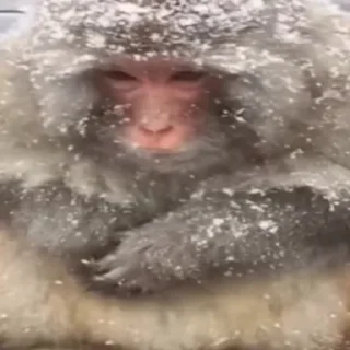 Sticker Monke Time 🙉 by @lafagestckrs - 8