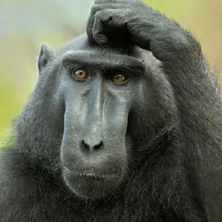 Sticker Monke Time 🙉 by @lafagestckrs - 9