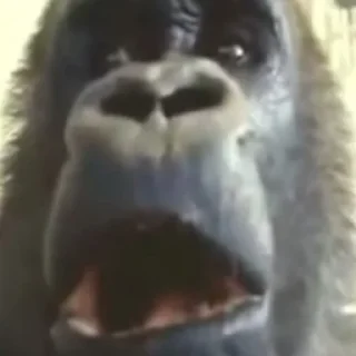 Sticker Monke Time 🙉 by @lafagestckrs - 1