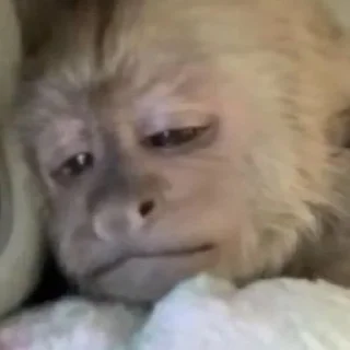 Sticker Monke Time 🙉 by @lafagestckrs - 5