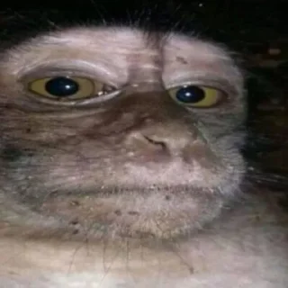 Sticker Monke Time 🙉 by @lafagestckrs - 11