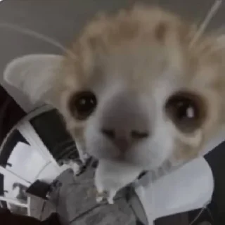 Стикер Kitty Time 😼 by @lafagestckrs - 3