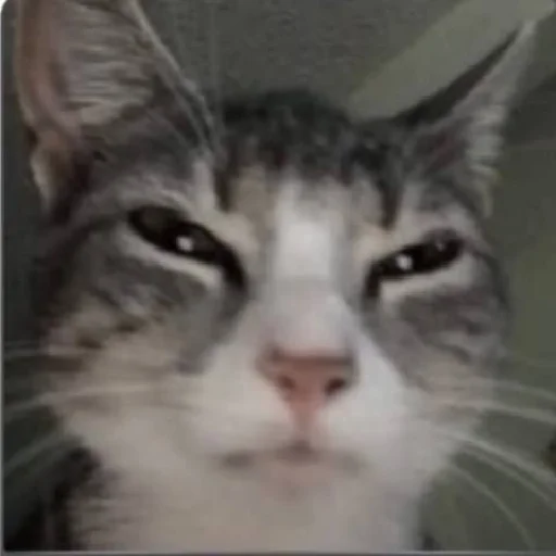 Стикер Kitty Time 😼 by @lafagestckrs - 7