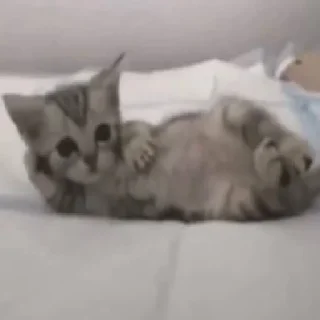 Стикер Kitty Time 😼 by @lafagestckrs - 11