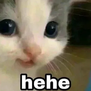 Стикер Kitty Time 😼 by @lafagestckrs - 8