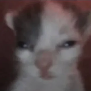 Стикер Kitty Time 😼 by @lafagestckrs - 10