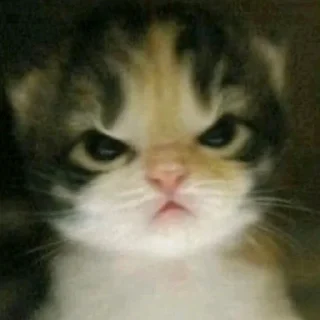 Стикер Kitty Time 😼 by @lafagestckrs - 9