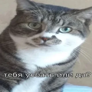 Стикер Kitty Time 😼 by @lafagestckrs - 1