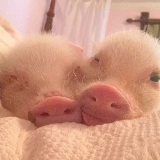 Sticker Piggy Time 🐷 by @lafagestckrs - 11