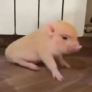 Sticker Piggy Time 🐷 by @lafagestckrs - 10