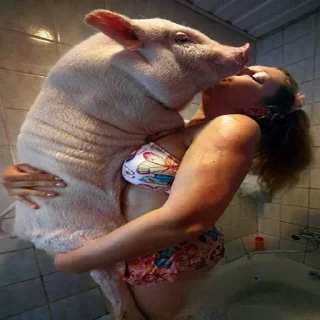 Sticker Piggy Time 🐷 by @lafagestckrs - 6