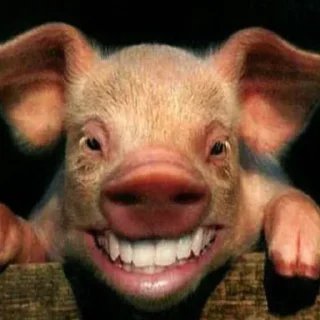 Sticker Piggy Time 🐷 by @lafagestckrs - 3