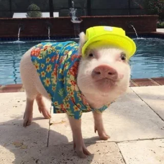 Sticker Piggy Time 🐷 by @lafagestckrs - 7